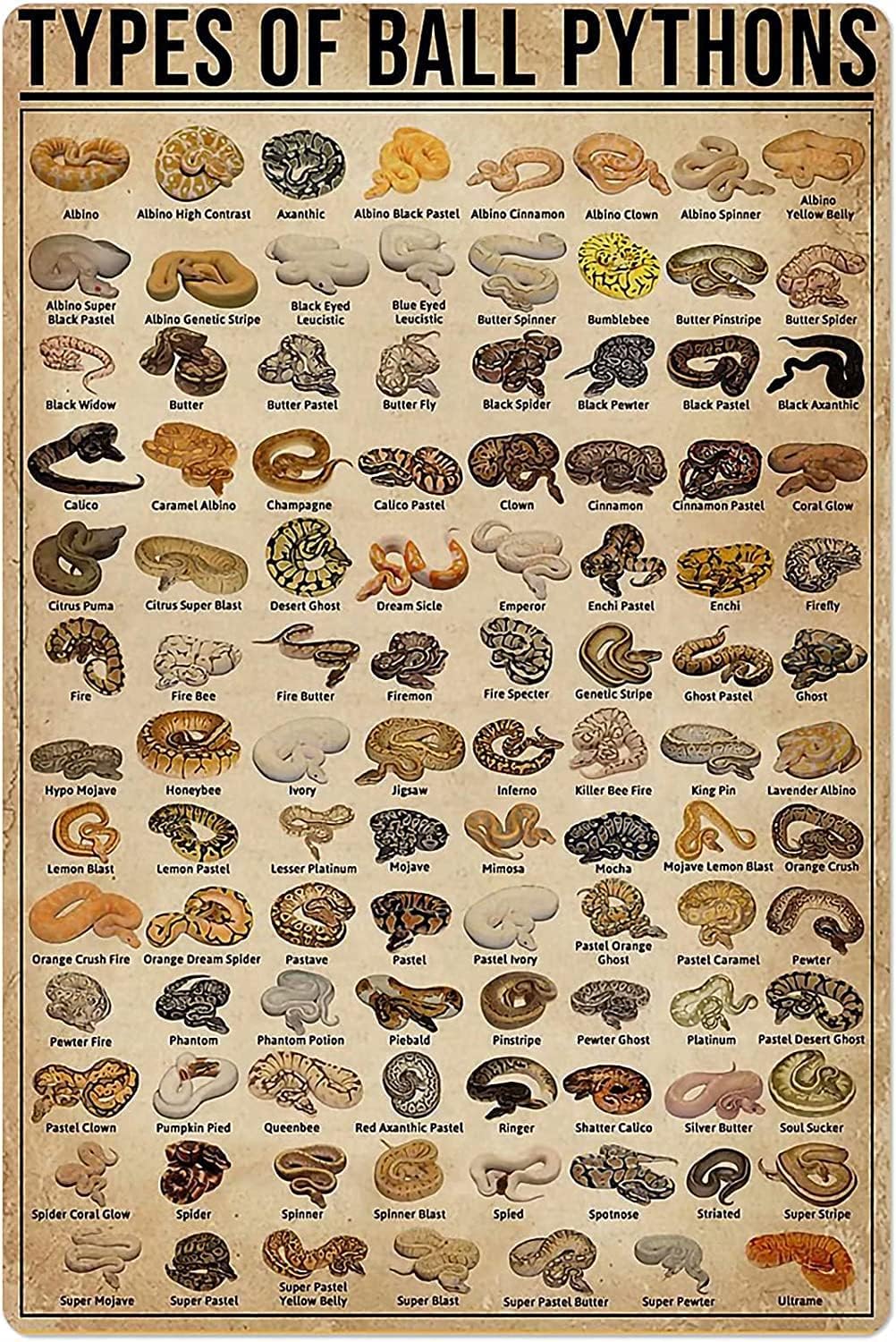 Poster Jenis Ular Piton Bola B - Retro Gaming Pictures ulasan dan harga